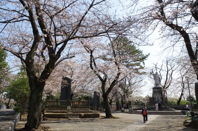 池上本門寺・右側の桜