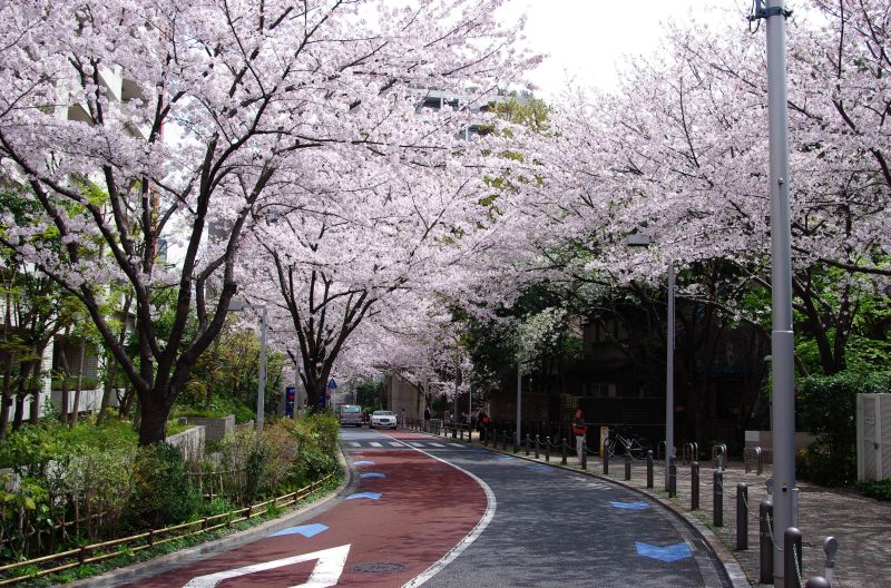 六本木さくら坂の桜