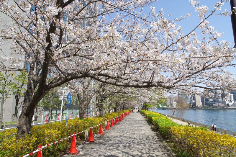 新川公園の桜