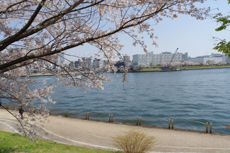 新川公園の桜