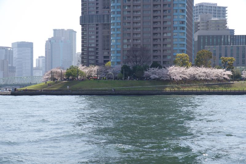 新川公園の桜