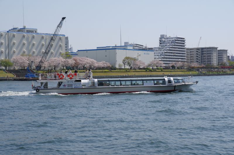 新川公園の桜