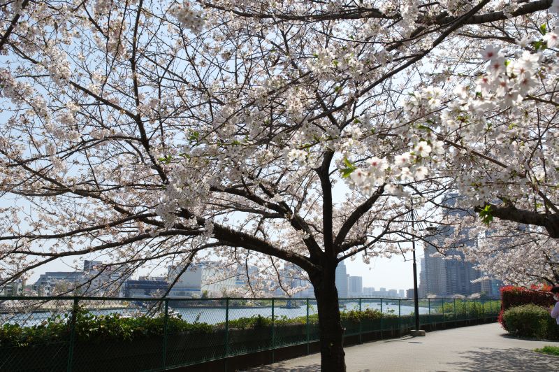 新川公園の桜