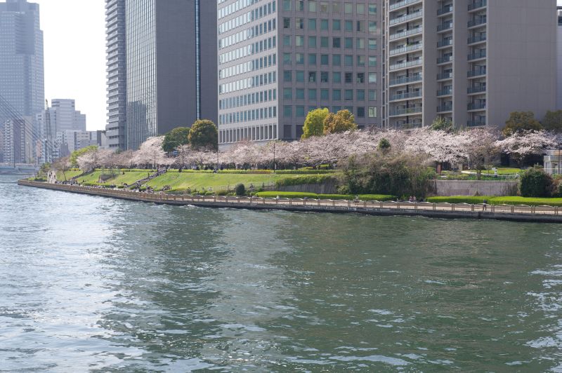 新川公園の桜