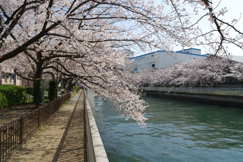 大横川の桜