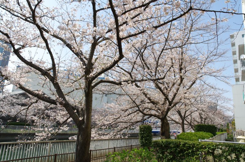 大横川の桜