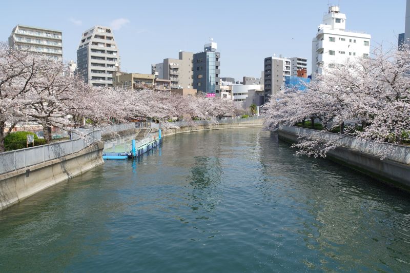 大横川の桜