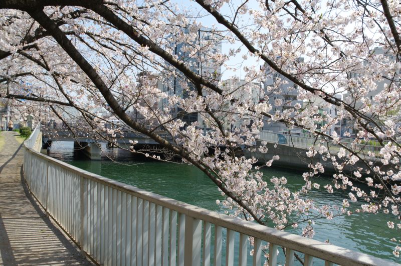 大横川の桜