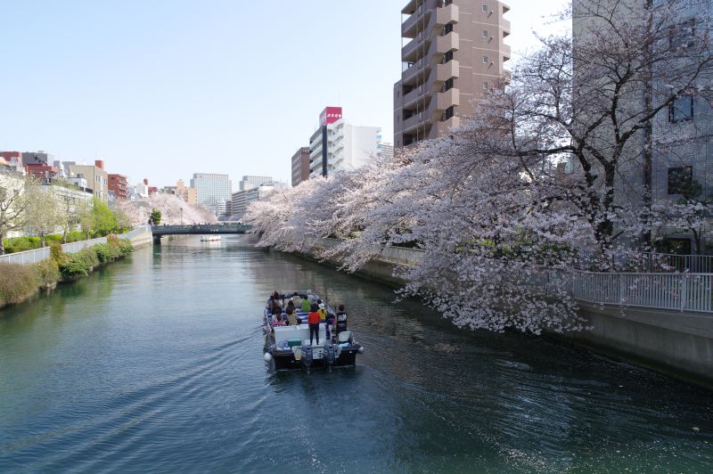 大横川の桜