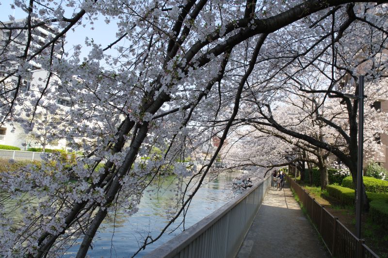 大横川の桜