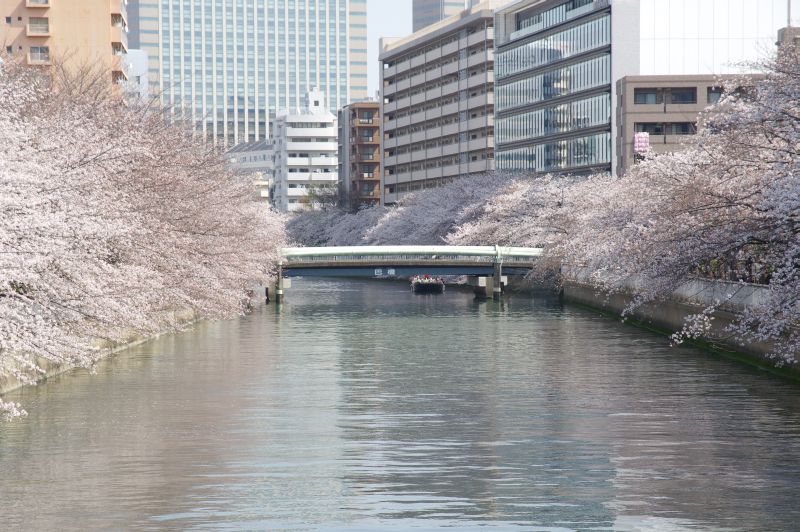 大横川の桜