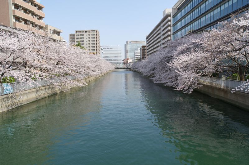 大横川の桜