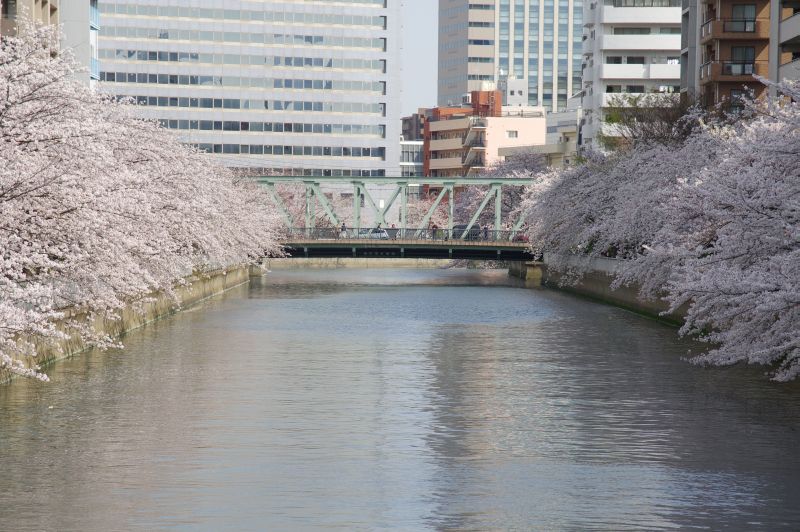 大横川の桜