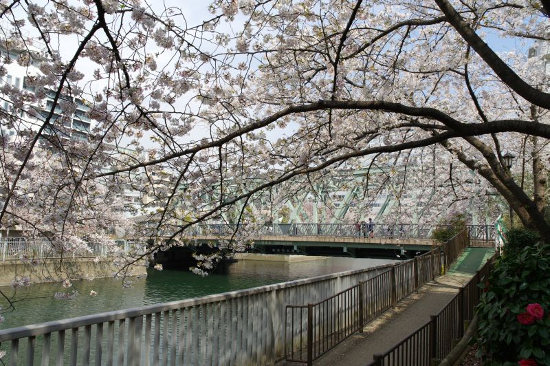 大横川の桜