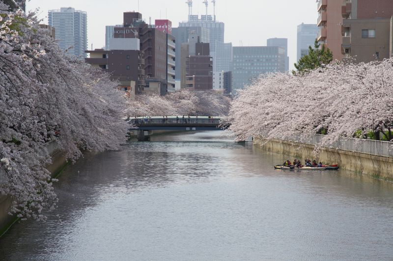 大横川の桜