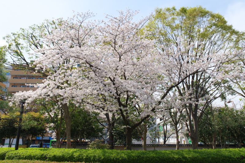 木場公園の桜