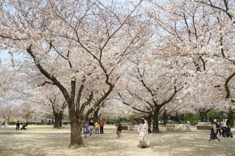 木場公園の桜