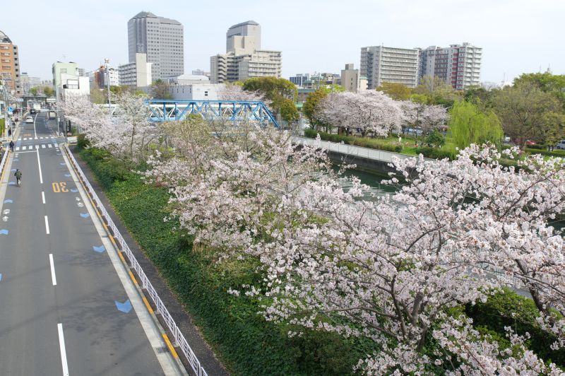 木場公園の桜