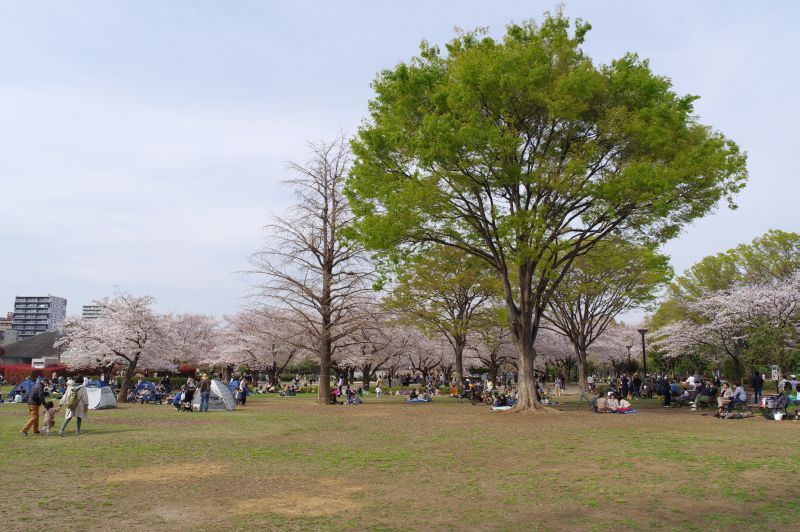 木場公園の桜