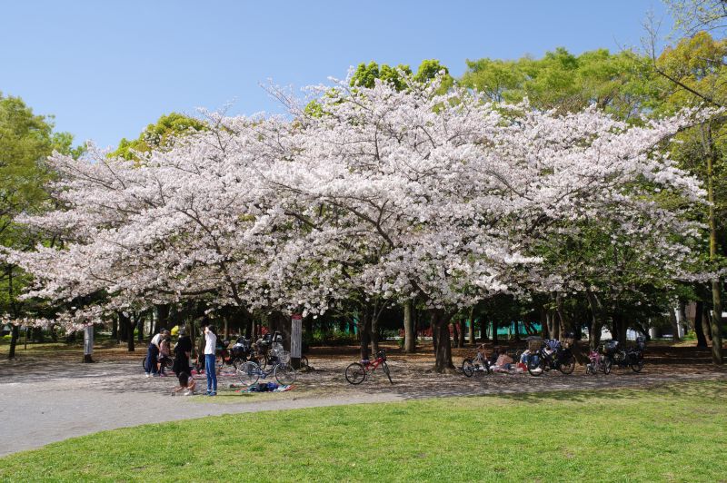 清澄公園の桜