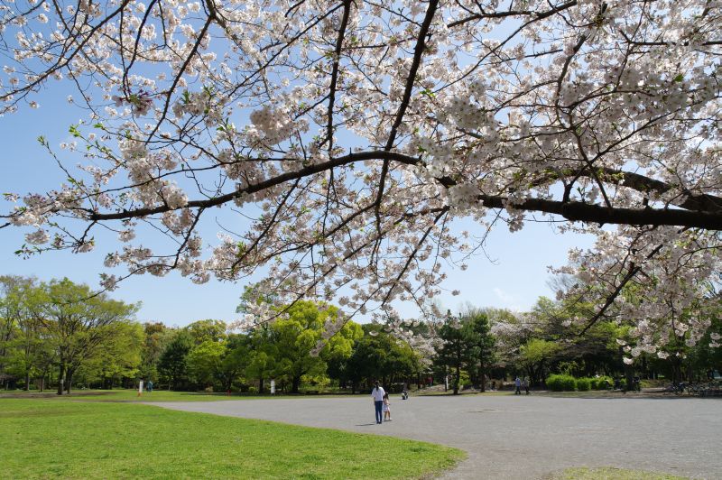 清澄公園の桜