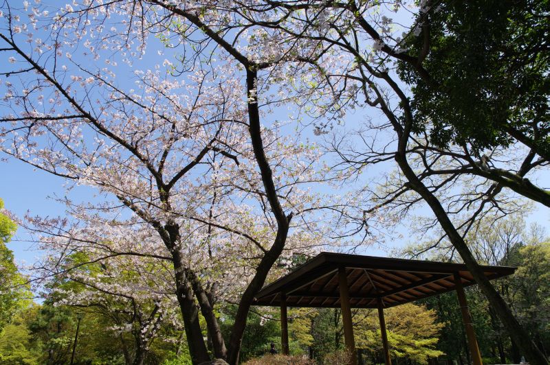 清澄公園の桜