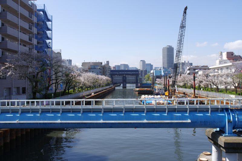 小名木川の桜