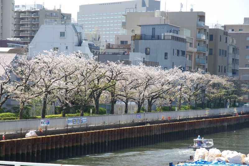 小名木川の桜