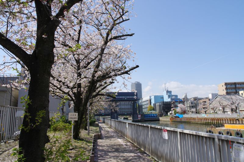 小名木川の桜