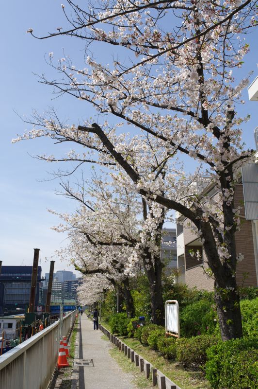 小名木川の桜