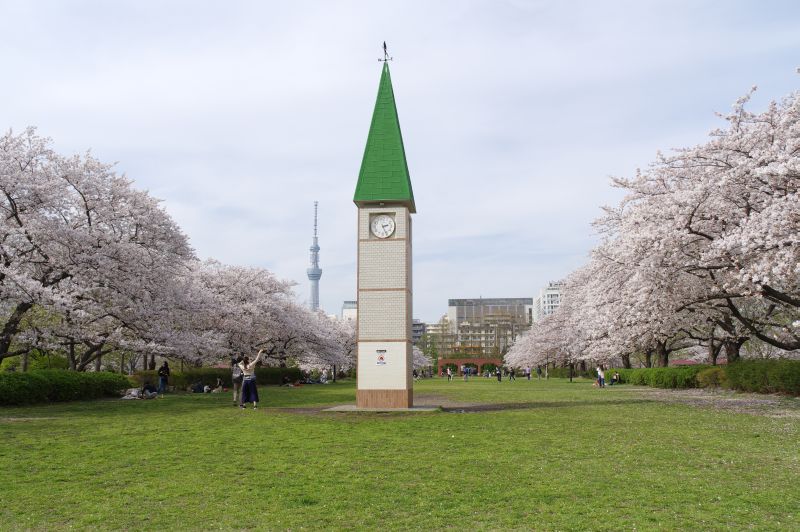 猿江恩賜公園の桜