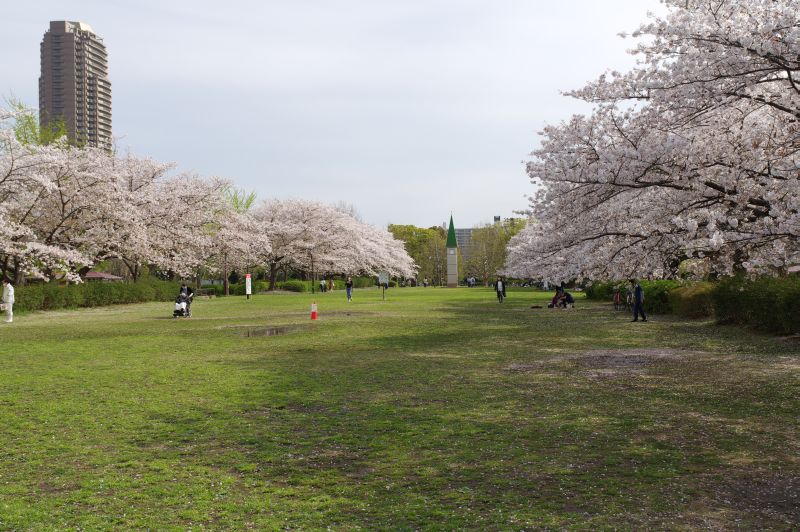 猿江恩賜公園の桜