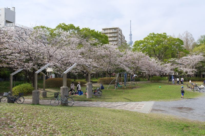 猿江恩賜公園の桜