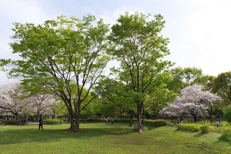 猿江恩賜公園の桜