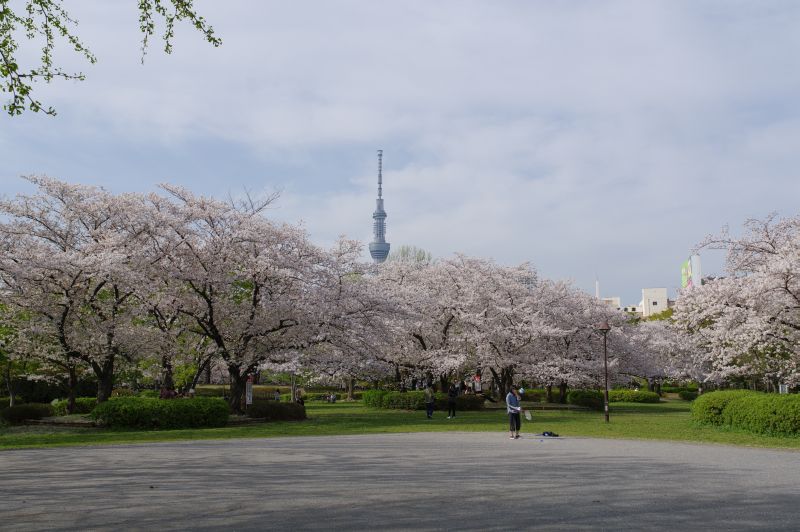 猿江恩賜公園の桜