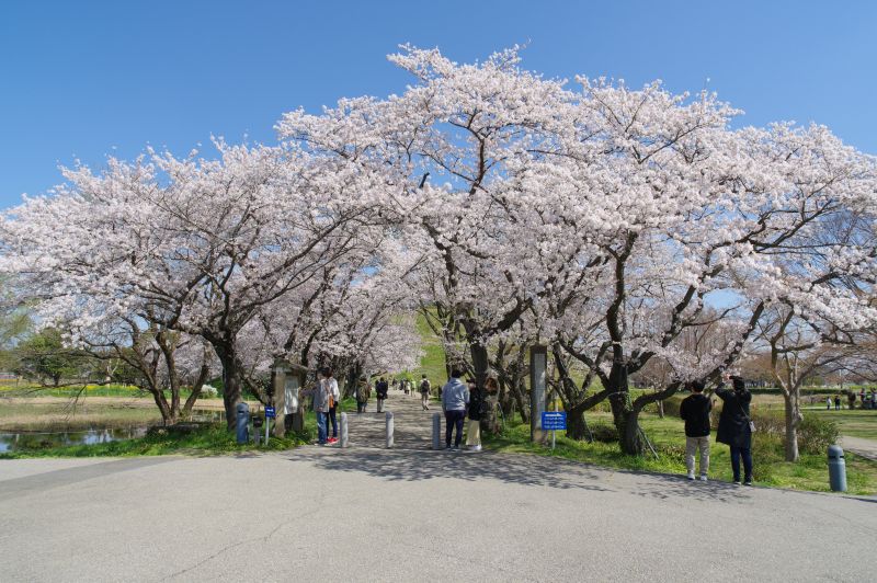 さきたま古墳公園