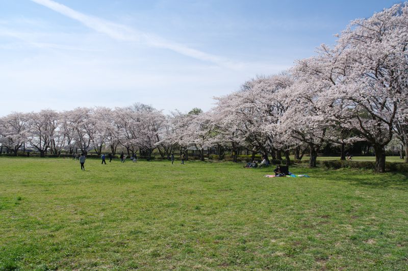 さきたま古墳公園