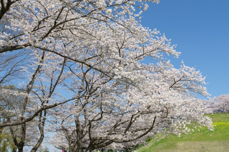 さきたま古墳公園