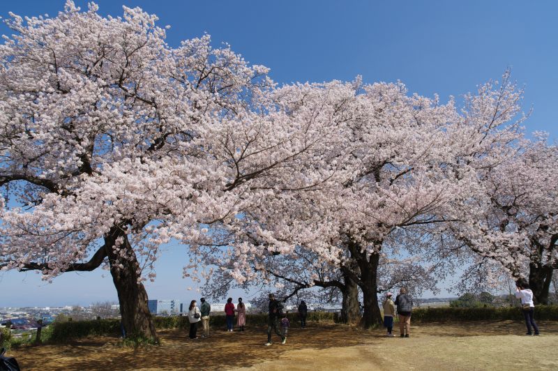 さきたま古墳公園