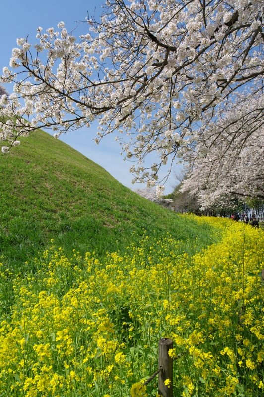 さきたま古墳公園