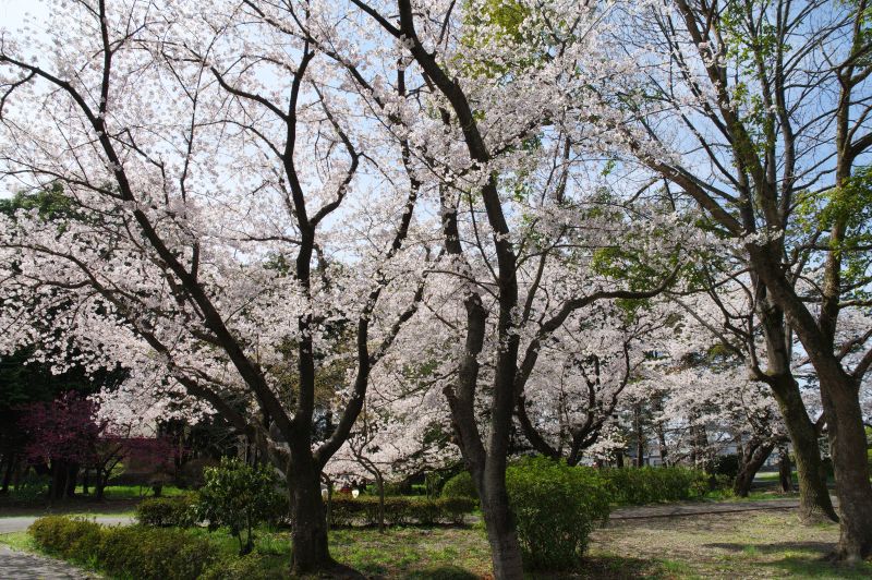 水城公園