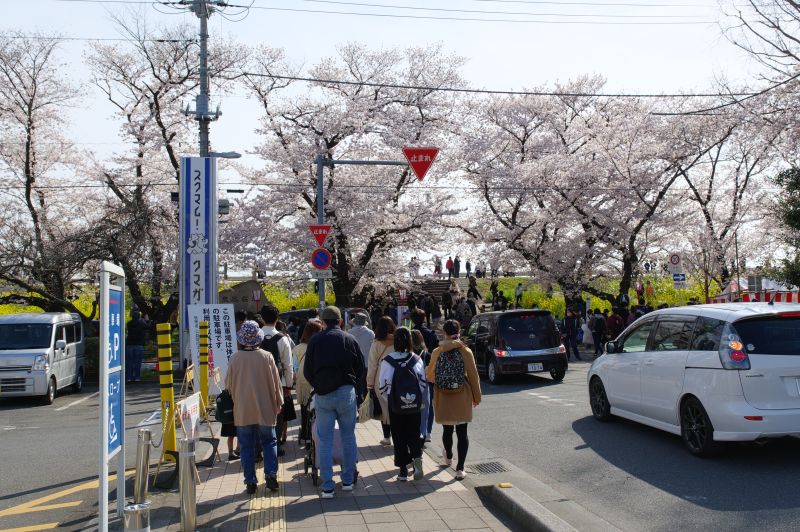 熊谷桜堤