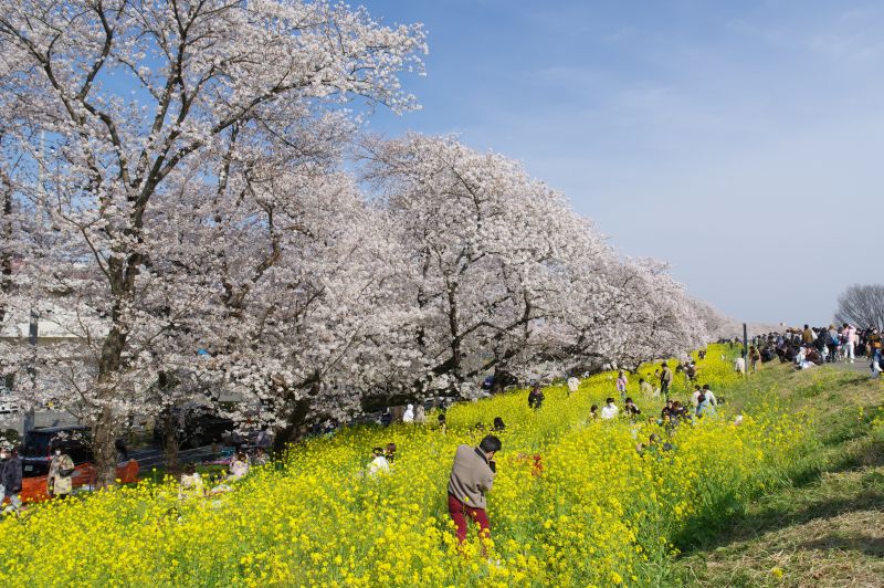 熊谷桜堤