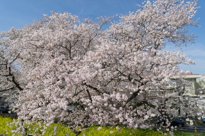 熊谷桜堤