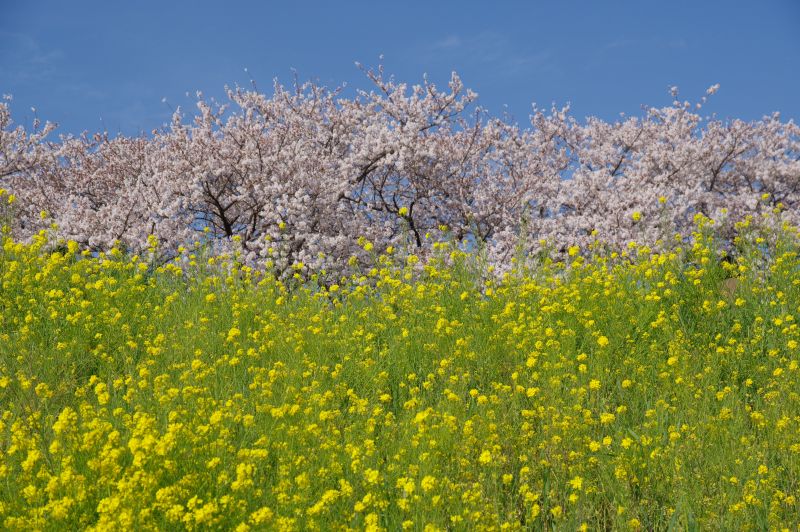 熊谷桜堤