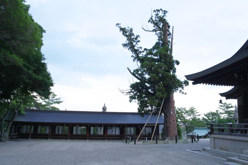 吉備津彦神社・御神木の平安杉