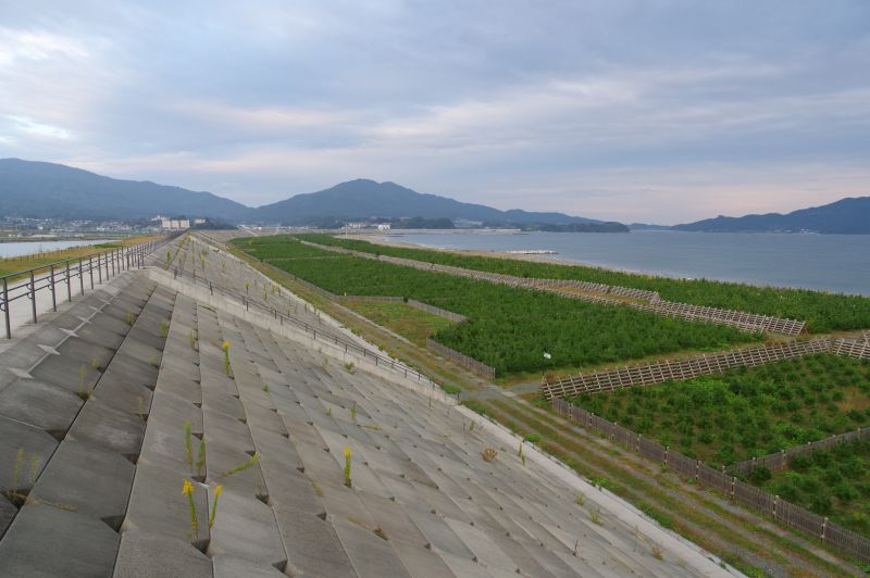 陸前高田・海を望む場・苗木