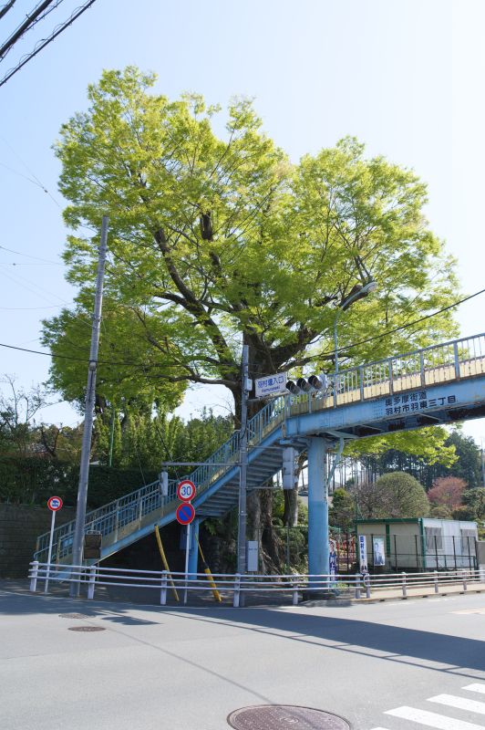 羽村橋・大ケヤキ