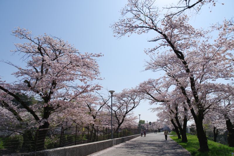 羽村・玉川上水沿いの桜