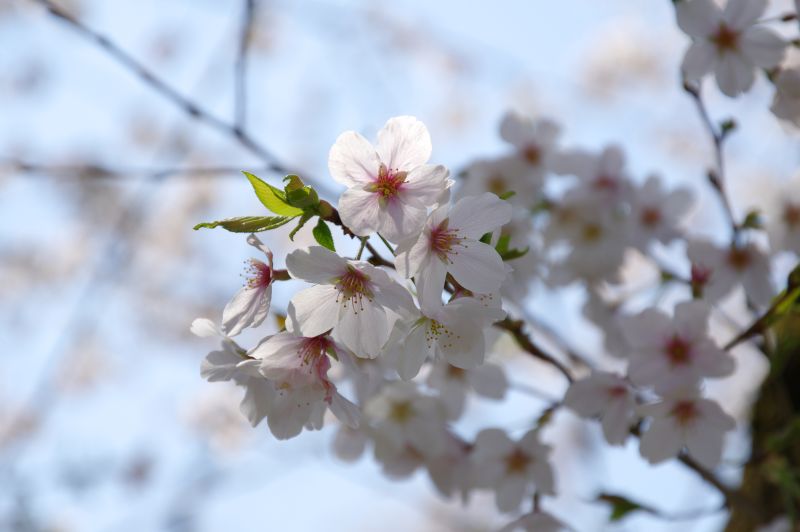 羽村・玉川上水沿いの桜